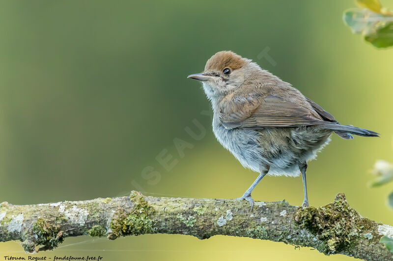 Eurasian Blackcap