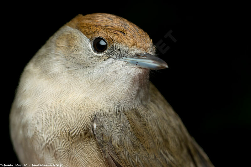 Eurasian Blackcap