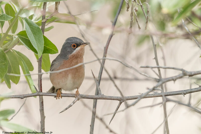 Moltoni's Warbler