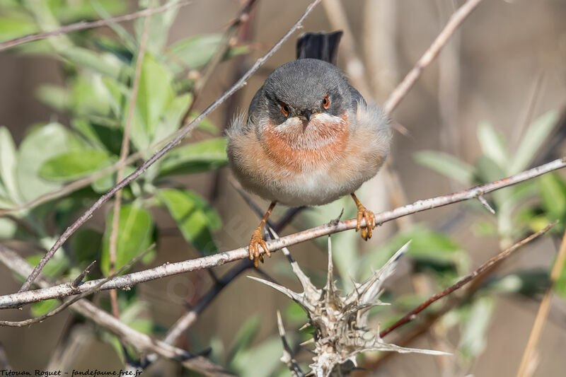 Eastern Subalpine Warbler