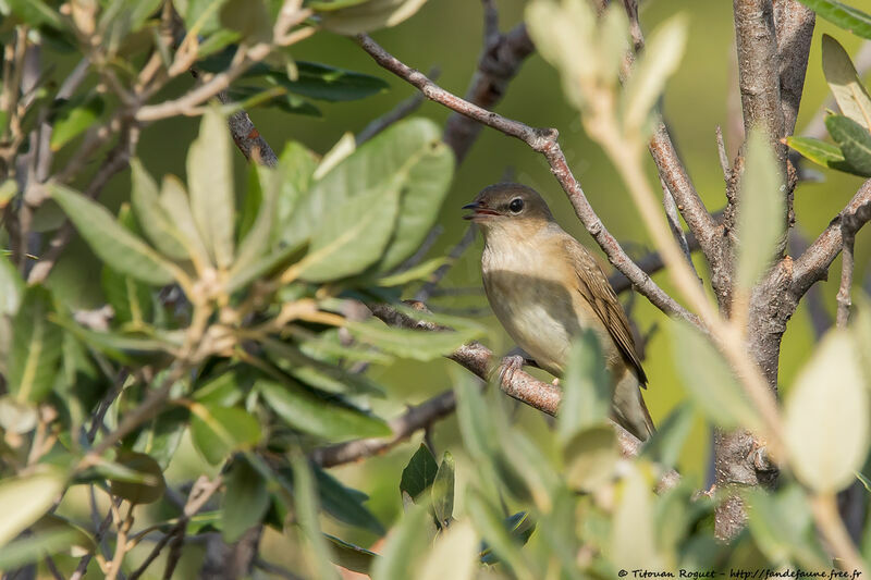 Garden Warbler