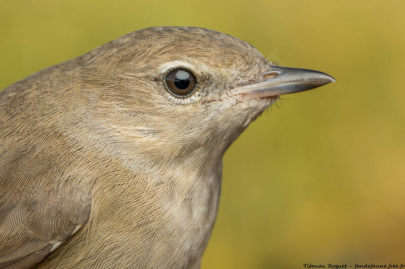 Garden Warbler