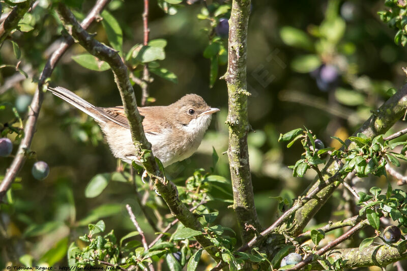 Fauvette grisette, identification