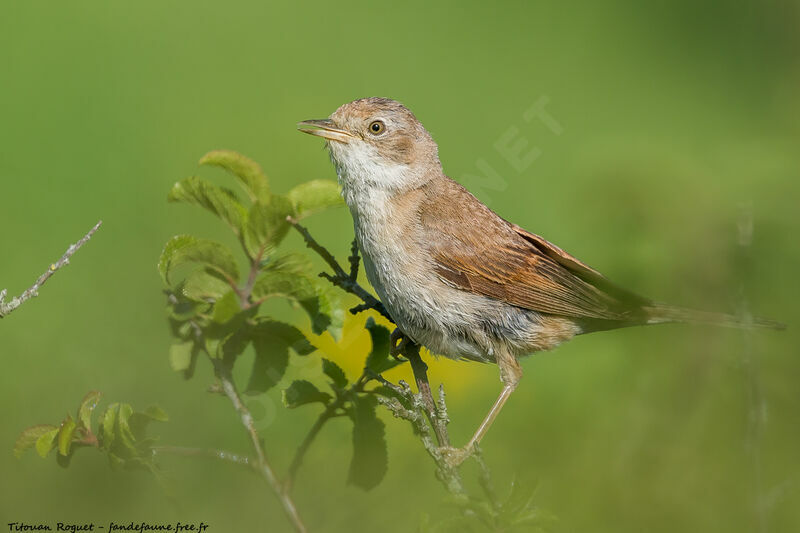 Common Whitethroat