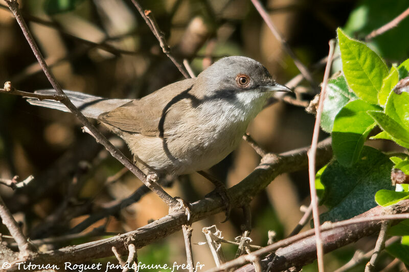 Fauvette mélanocéphale femelle adulte, identification