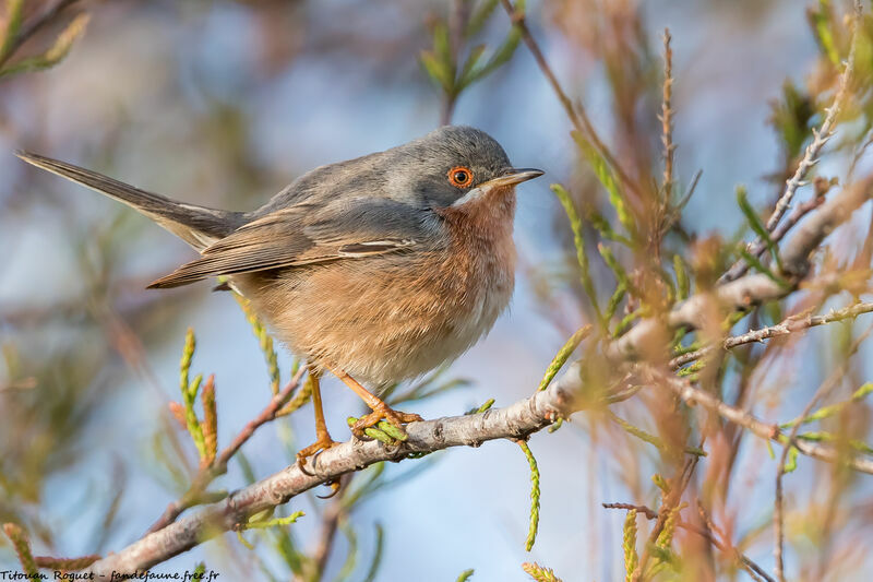 Western Subalpine Warbler