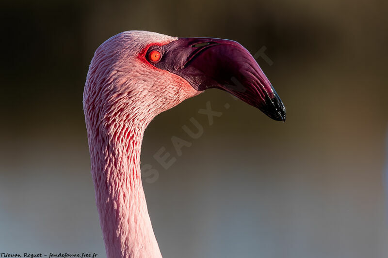 Lesser Flamingo