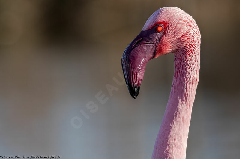 Lesser Flamingo