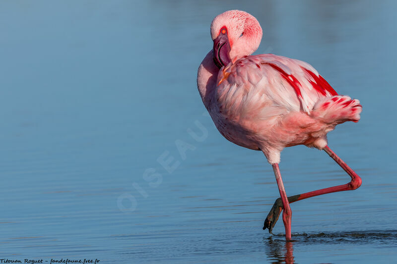 Flamant nain