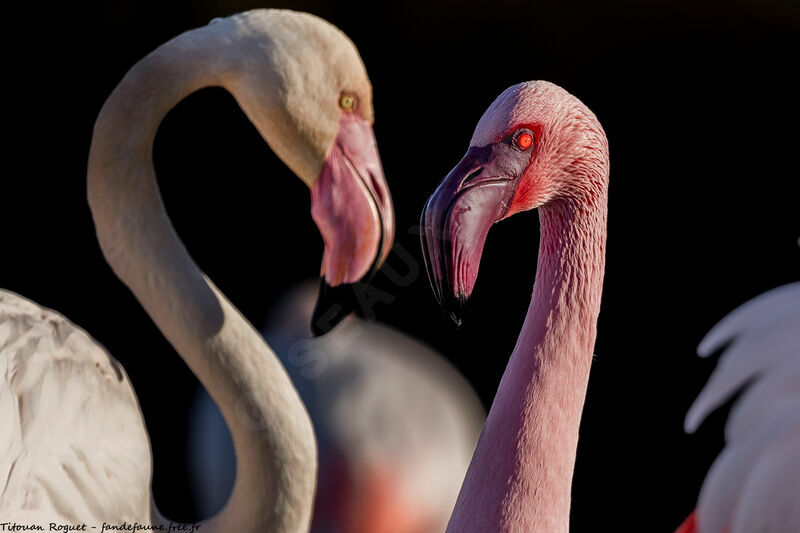 Lesser Flamingo