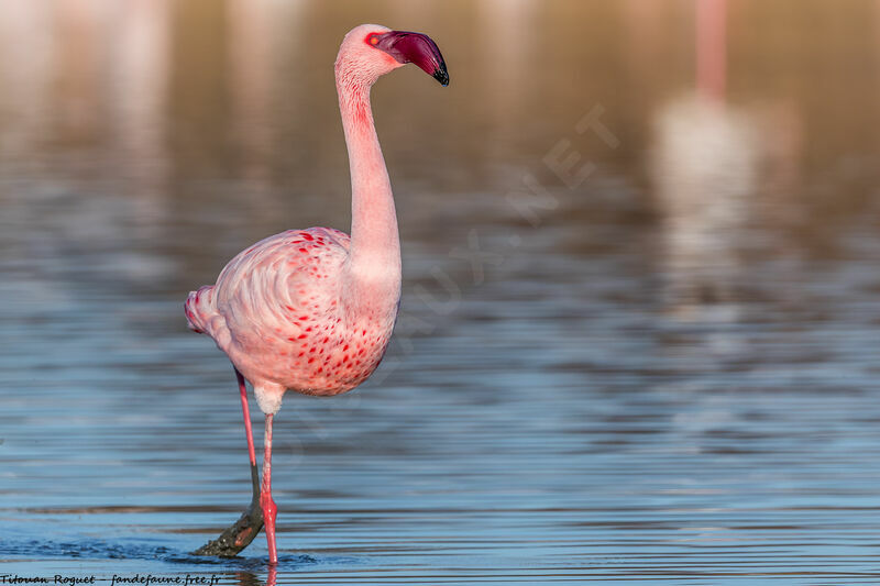 Flamant nain