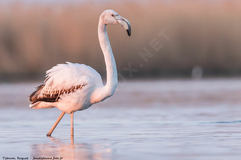 Flamant rose