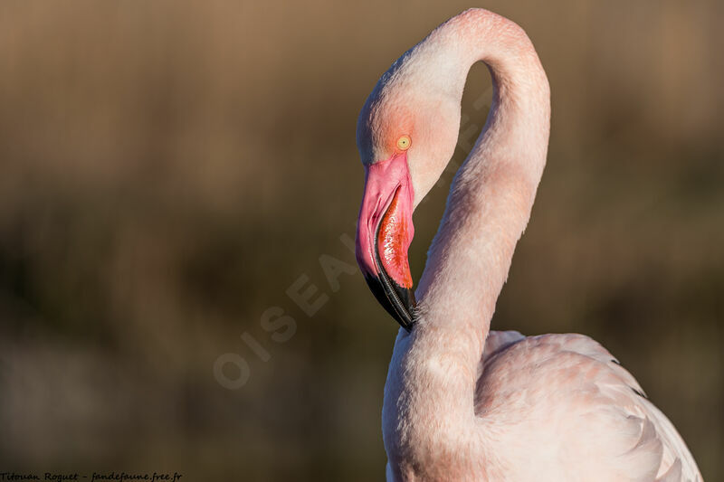 Greater Flamingo