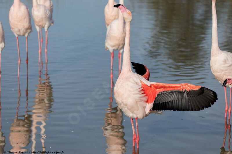 Flamant rose, parade