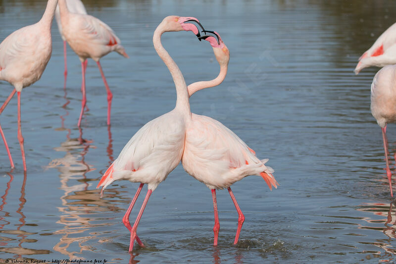 Greater Flamingo, courting display