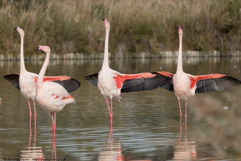 Flamant rose, parade