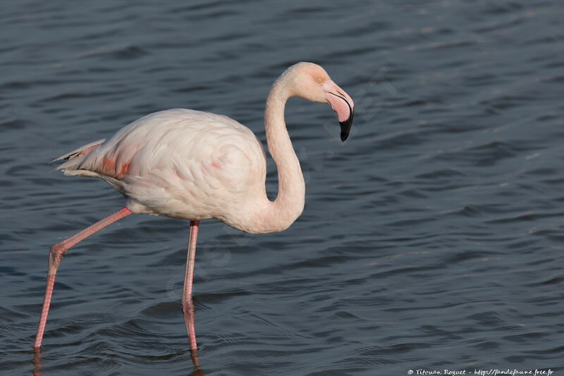 Greater Flamingo