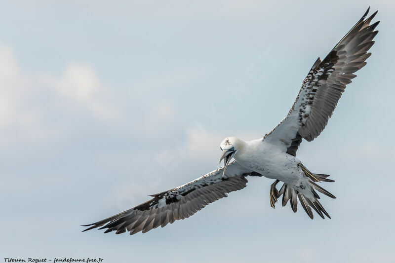 Northern Gannet