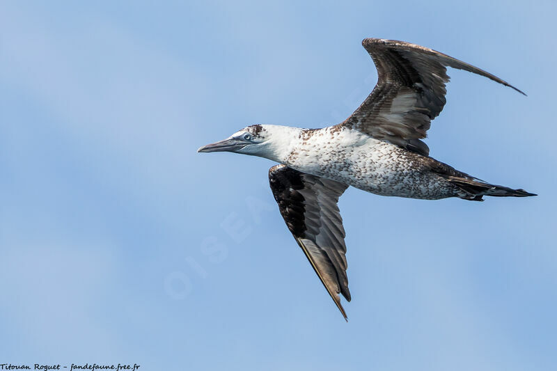 Northern Gannet