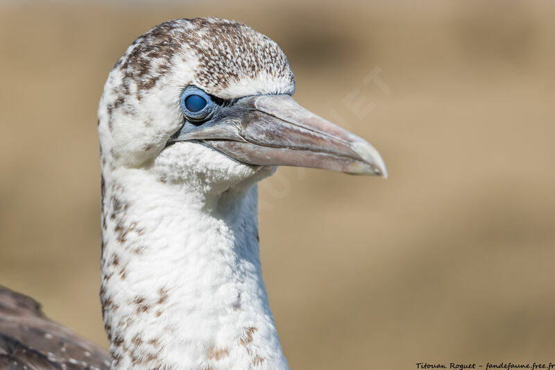 Northern Gannet