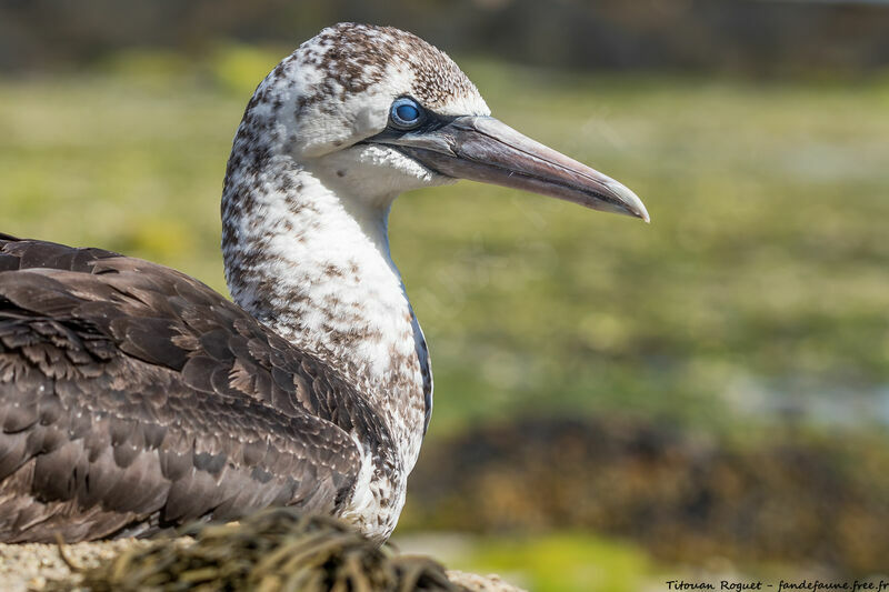 Northern Gannet