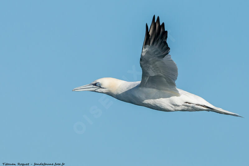 Northern Gannet