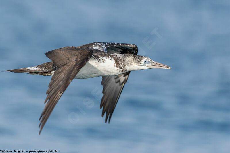 Northern Gannet