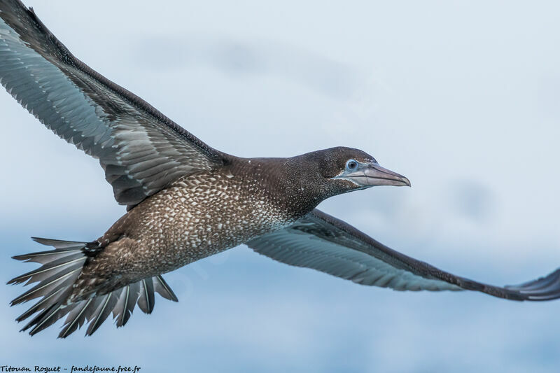 Northern Gannet