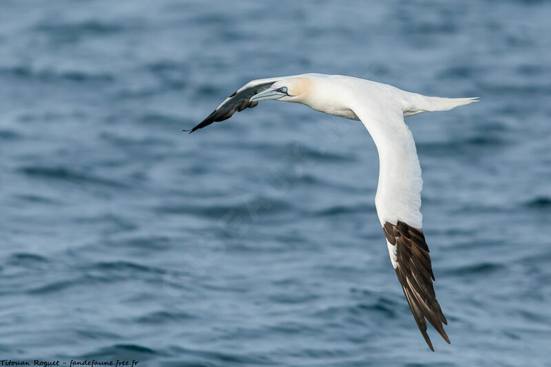 Northern Gannet