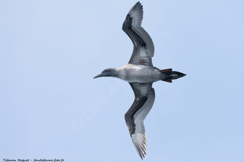 Northern Gannet