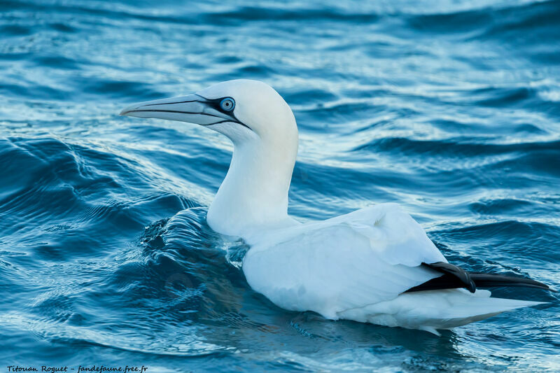 Northern Gannet