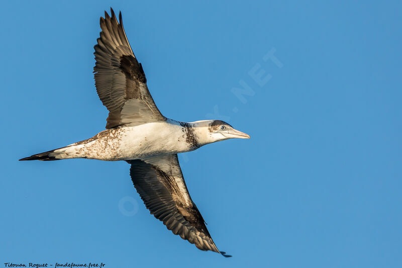 Northern Gannet