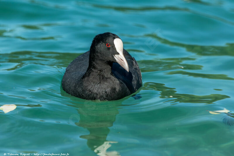 Eurasian Cootadult, identification