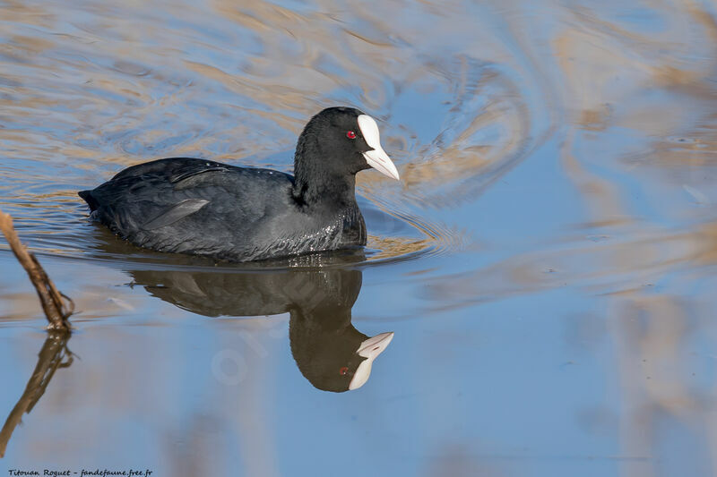 Eurasian Coot