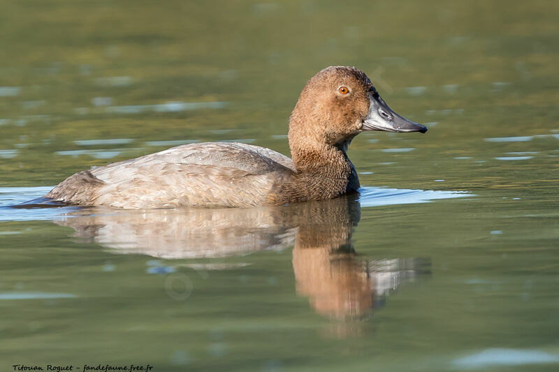 Common Pochard, identification