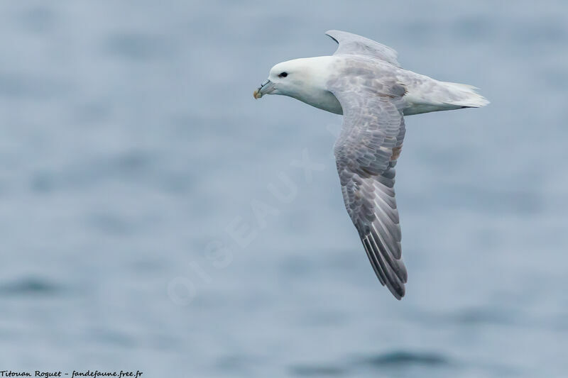 Fulmar boréal