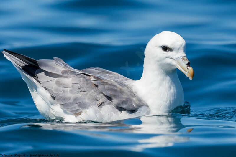 Fulmar boréal