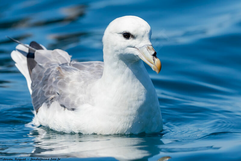 Fulmar boréal