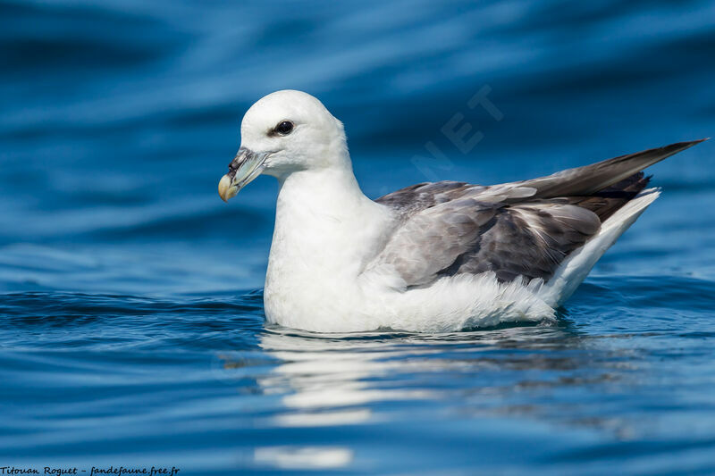 Northern Fulmar