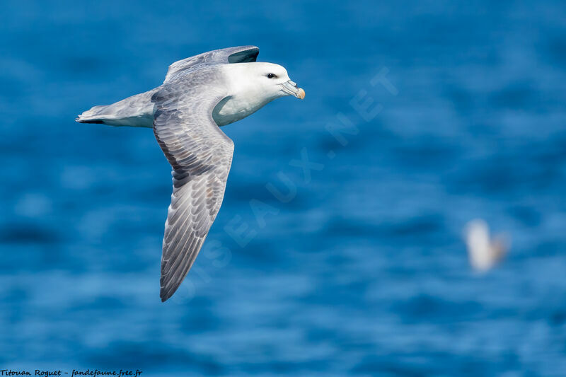 Fulmar boréal