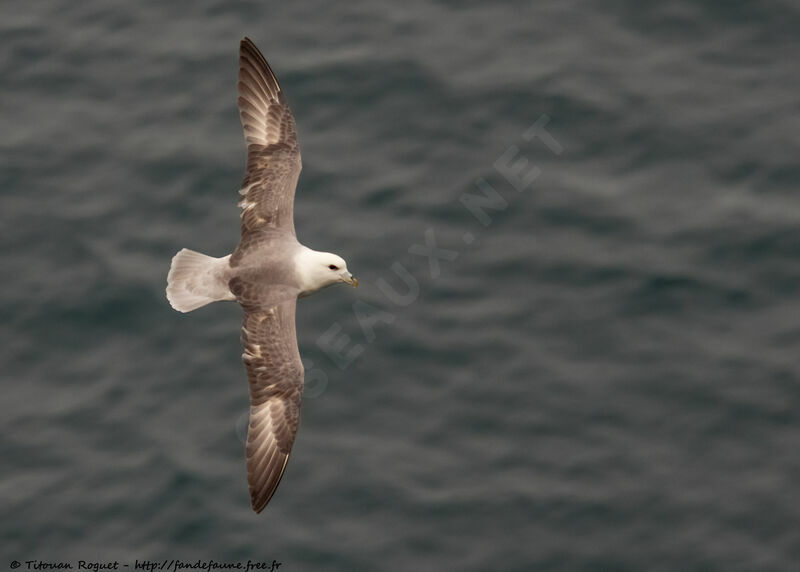 Fulmar boréal, Vol