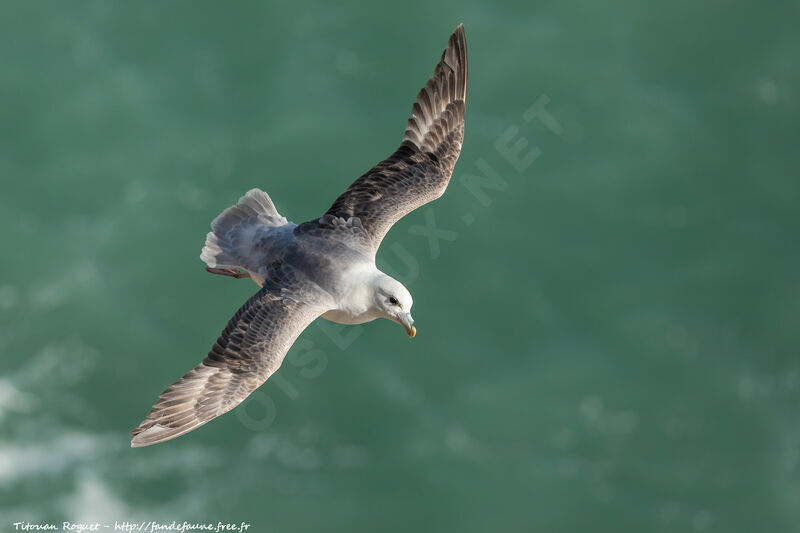 Fulmar boréal