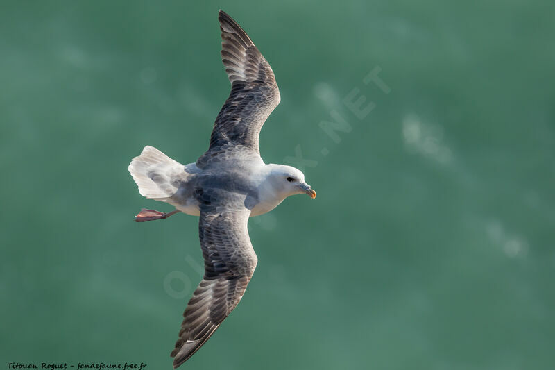 Northern Fulmar