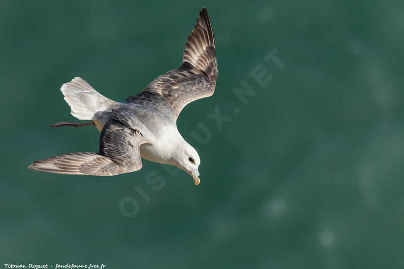 Fulmar boréal