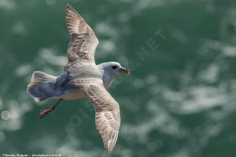 Northern Fulmar