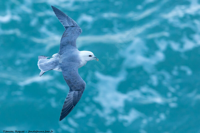 Fulmar boréal