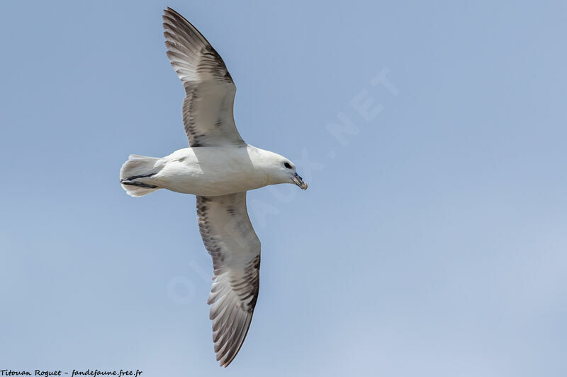 Northern Fulmar