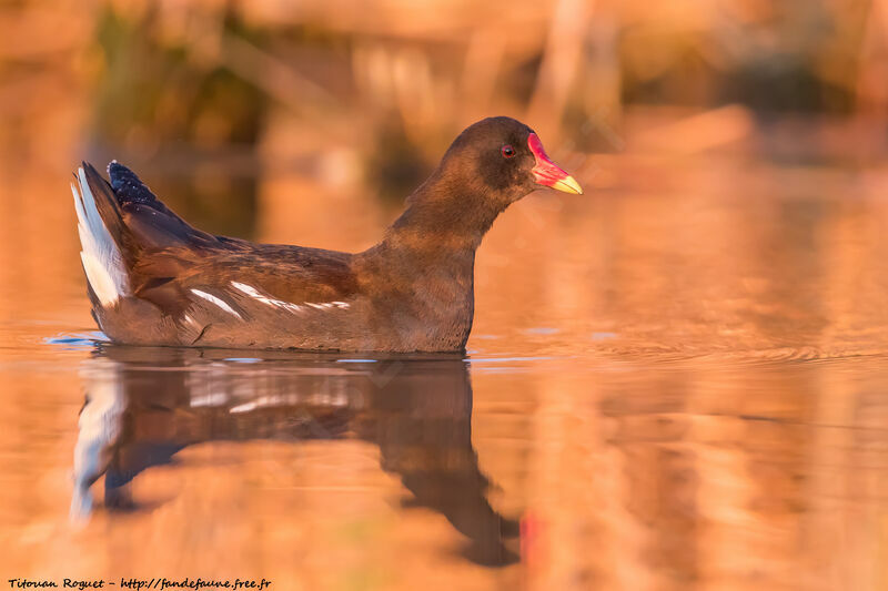 Common Moorhen