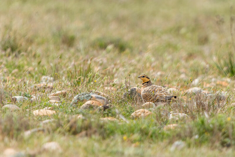 Pin-tailed Sandgrouse female adult, identification, camouflage, walking