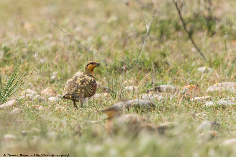 Ganga cataadulte nuptial, camouflage